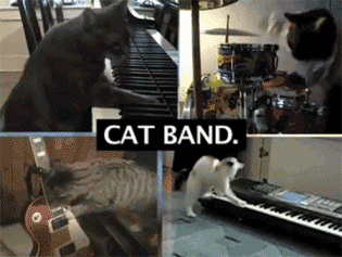 Cat band