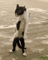 Cat dancing