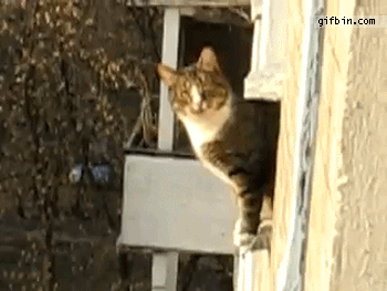 Parkour Cat