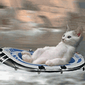 Cat sailing a boat