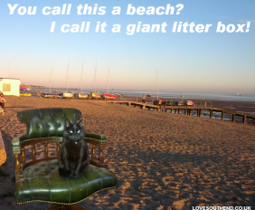 Cat on Southend Beach