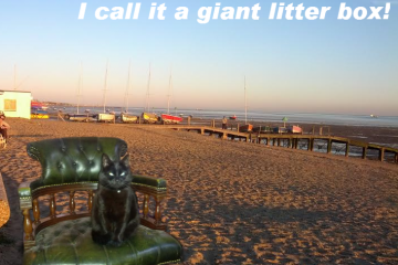 Cat on Southend Beach