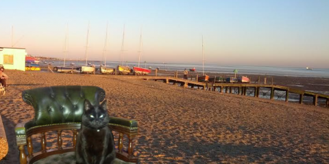 Cat on Southend Beach