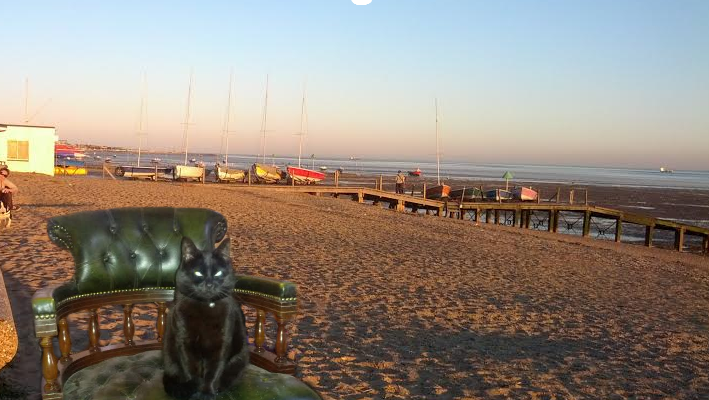 Cat on Southend Beach