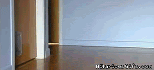 Cats running slippery floor