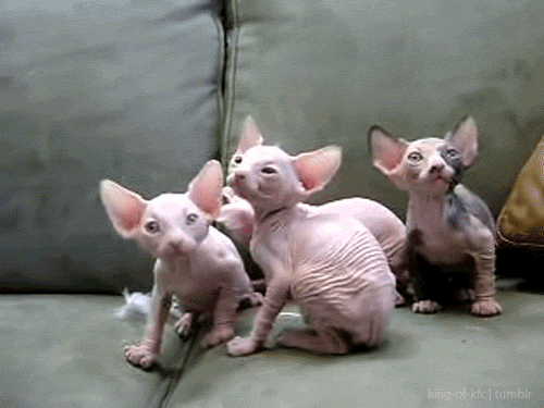 Hairless Sphynx Cats