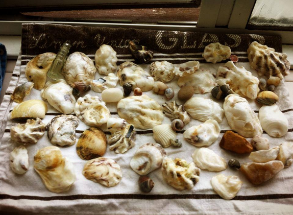 Seaside Shells Collection