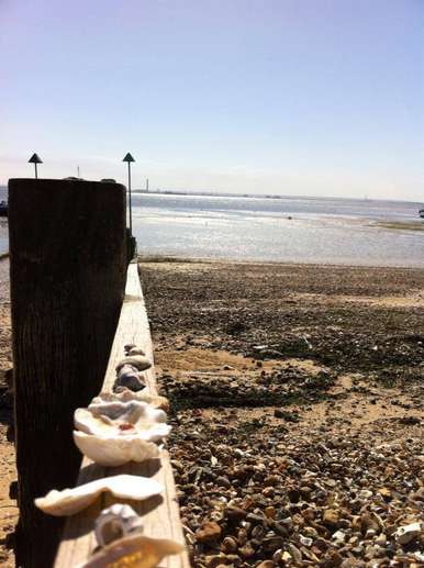 Southend Seaside Shells