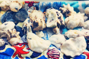 Southend Shells Collection