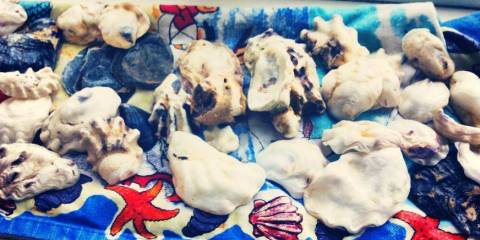 Southend Shells Collection