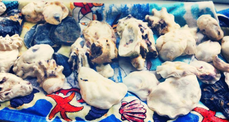 Southend Shells Collection