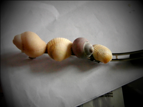 Seashell hairslide