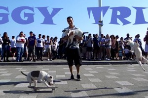 Ziggy Trixx: Skateboarding Dog in Southend