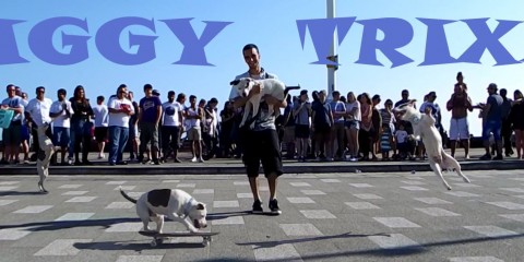 Ziggy Trixx: Skateboarding Dog in Southend