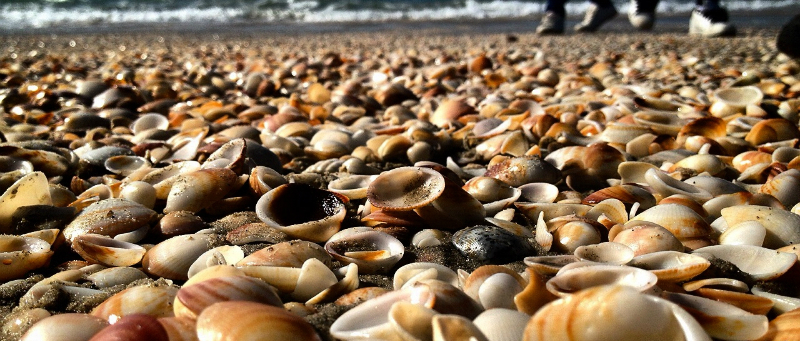 Seaside shells