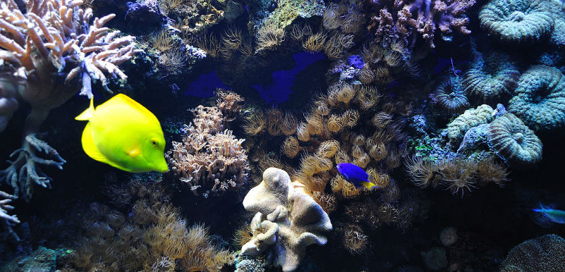 Southend Sealife Centre