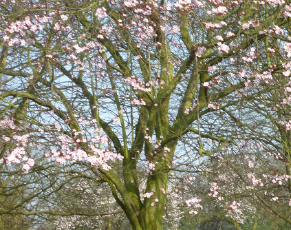Priory Park Blossom Tree by Lancaster School