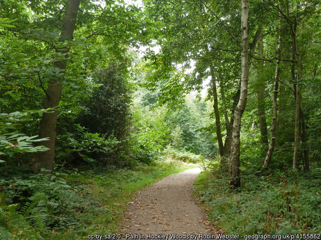 hockley-woods-Robin-Webst2
