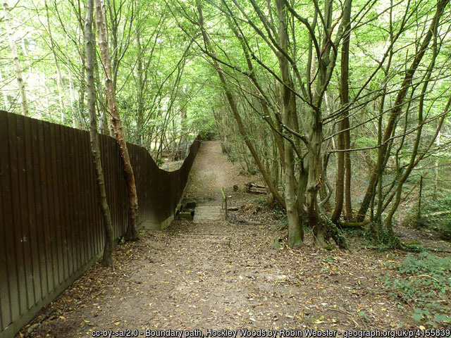 hockley-woods-by-Robin-Webs